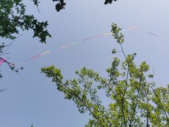 -上海滨江森林公园