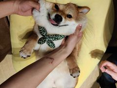 -逗柴咖啡屋·狗咖猫咖宠物桌游