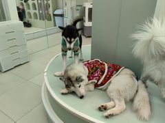 -怪兽屋·羊驼·猫咖·狗咖(俊华广场店)