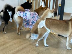 -南京Hallo宠物乐园·哈罗犬舍·柴犬繁育基地