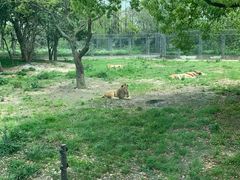 -上海野生动物园