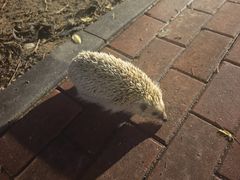 -鹏欣水游城