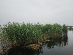 -白洋淀风景区