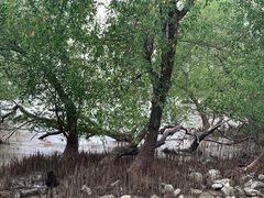 -宝安西湾红树林湿地公园