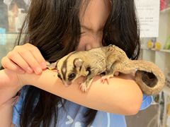-楼上猫咖(罗湖店)