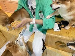 -柴源莊·柴小宠柴犬咖啡
