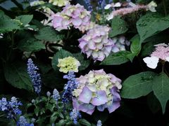 -上海辰山植物园