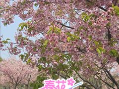 -新江湾城公园