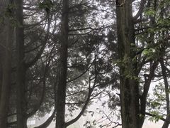 -庐山风景区花径公园