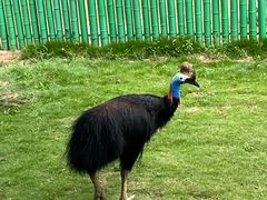 -西霞口神雕山野生动物世界