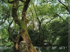 -杭州植物园