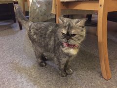 傲娇脸-猫色咖啡·猫咖