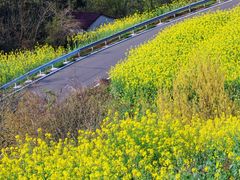 -桑洲油菜花景区