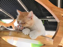 -猫和宫(六道口店)