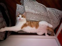 -纳吉亚猫专科动物诊疗中心(蒋宅口分院)