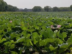 -洪湖生态旅游区