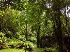 -莫里热带雨林景区