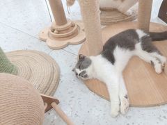 -喵园·猫主题咖啡厅·撸猫·猫咖(国贸店)