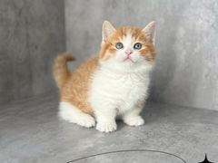 -小猫来了·猫舍(红山六九七九店)