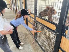 -北京群众马术培训基地