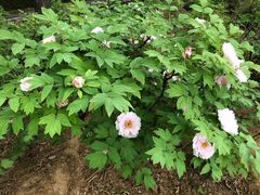 -洛阳市隋唐城遗址植物园