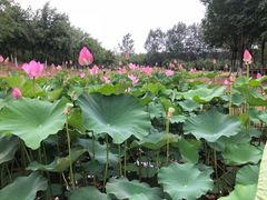 -东郊湿地公园