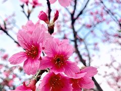 -天适樱花悠乐园