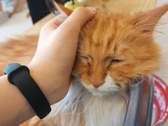 -平行世界·猫咖(首经贸店)