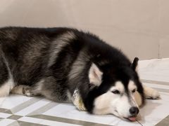 -星多哈·狗咖·拼豆·咖啡