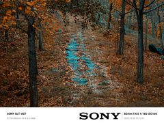 -千年银杏谷文化旅游区