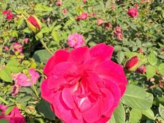 -人民公园(罗湖区)