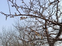 -香雪海