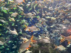 -成都浩海立方海洋公园