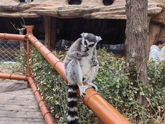 -北京野生动物园