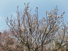 -梅花山(明孝陵内)