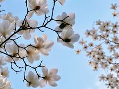 -陆家嘴中心绿地