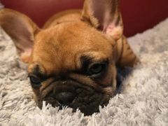 -PETKIT 小佩宠物·低压洗护·美容·寄养(安远店)