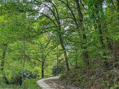 -素山寺森林公园