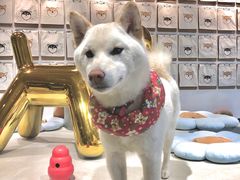 -柴务处·柴犬主题狗咖