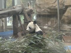 -成都动物园