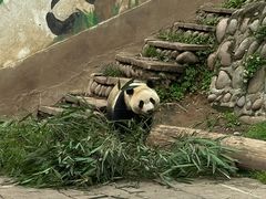 -中国大熊猫保护研究中心雅安碧峰峡基地