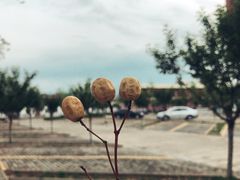 -西北农林科技大学(北校区)