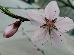 -山东特产豪士特(遥墙国际机场店)