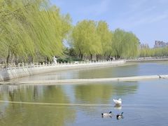 -莲花池公园