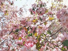 -海棠花溪(元大都城垣遗址公园)
