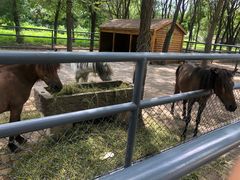 -长白岛森林公园