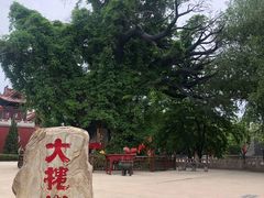 -大槐树寻根祭祖园