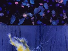 -珠海长隆海洋王国