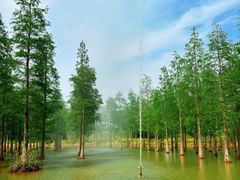 -泗洪洪泽湖湿地景区