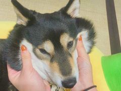-逗柴咖啡屋·狗咖猫咖宠物桌游